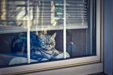 Blogindlæg, 7 Hurtige Fakta Om Kattes Adfærd Og Behov